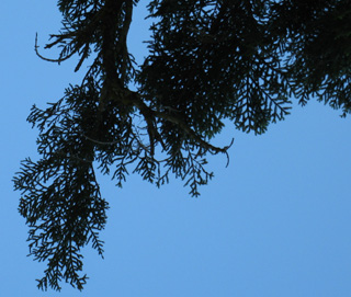 Spruce branch pattern, Mount Reba, Tahoe to Yosemite Trail